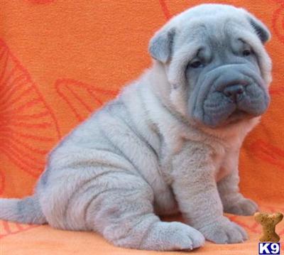 Chinese Shar-Pei Puppies for Sale